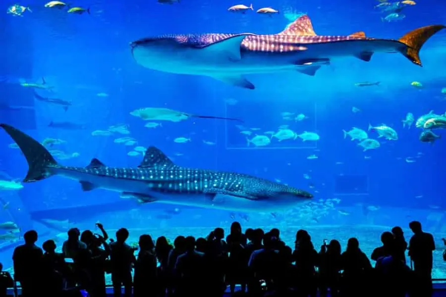 From City of Side: Antalya Aquarium Tour, Ticket & Transfer